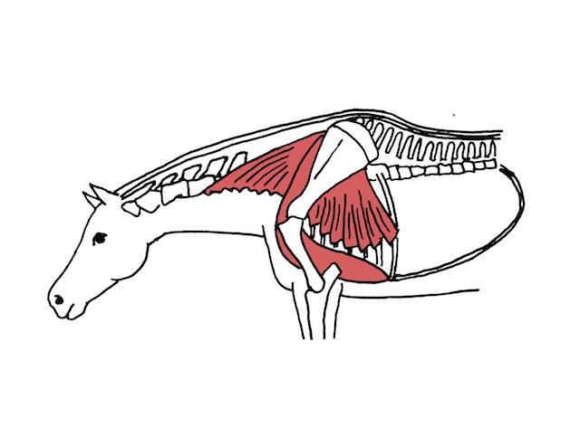 Serratus ventralis gedehnt klein