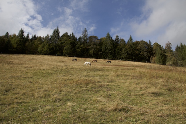 bergweide2019