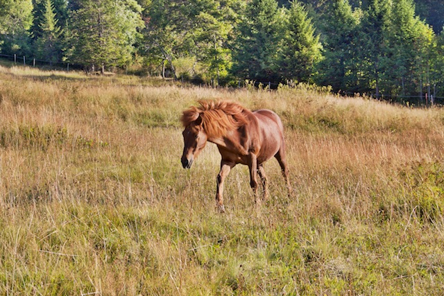 glaedir bergweide2