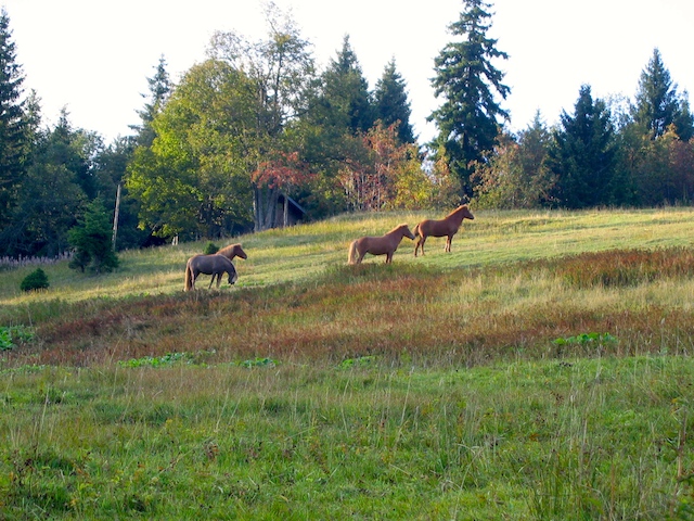 jungpferdeweide